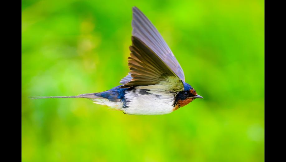 EURASIAN BARN SWALLOW – A Eurasian barn swallow at Gambell shows white underparts that distinguish some Eurasian subspecies from American barn swallows, which have cinnamon-colored bellies. Barn swallows have swift, graceful flight, and their long outer tail feathers make them exceptionally maneuverable in the air. Photo by Rodney Ungwiluk Jr.