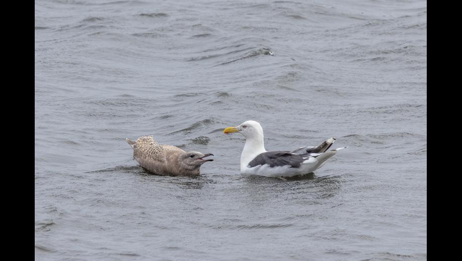 BIG SURPRISE—A slaty-backed gull ignores its begging youngster on a pond near the Safety Bridge in September. This pair was an exciting surprise because slaty-backed gulls are uncommon here and not known to breed in the region. The plumage and bill color of the juvenile, suggest it is a hybrid—most likely a slaty-backed/glaucous gull cross, according to gull expert Amar Ayyash. That makes sense, since glaucous gulls are our most common large breeding gull. Photo by Kate Persons