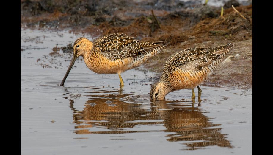 BREEDING PLUMAGE – A handsome pair of long-billed dowitchers in breeding plumage wades into a Nome area pond to feed during spring migration in late May. The sturdy bill of this stocky, mid-sized sandpiper is twice the length of its head. Photo by Kate Persons