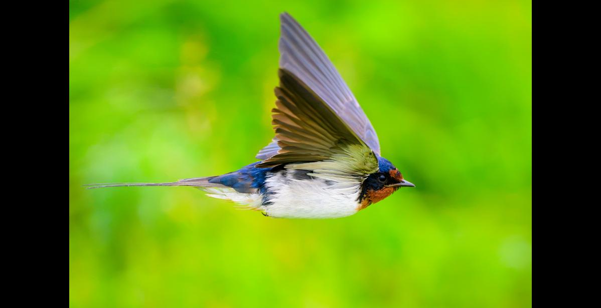 EURASIAN BARN SWALLOW – A Eurasian barn swallow at Gambell shows white underparts that distinguish some Eurasian subspecies from American barn swallows, which have cinnamon-colored bellies. Barn swallows have swift, graceful flight, and their long outer tail feathers make them exceptionally maneuverable in the air. Photo by Rodney Ungwiluk Jr.
