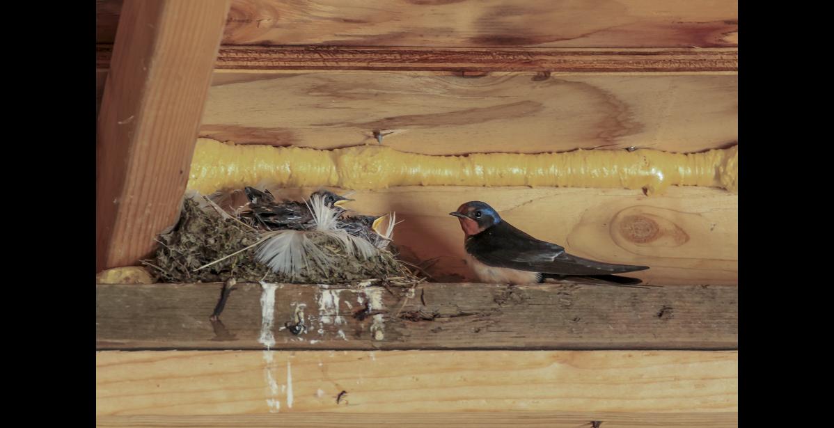 GAMBELL NESTLINGS – Eurasian barn swallow nestlings in their nest of mud, grass and feathers are begging a parent for insects at Gambell on St. Lawrence Island. Riley Wyna, a Gambell nurse practitioner and avid birder, was excited to find and photograph the nest on August 18, 2026. The swallows had occupied a storage shed belonging to a kind couple who made sure the nest was not disturbed. Only two nestlings are visible, but two more were hidden beneath their nestmates. Photo by Riley Wyna