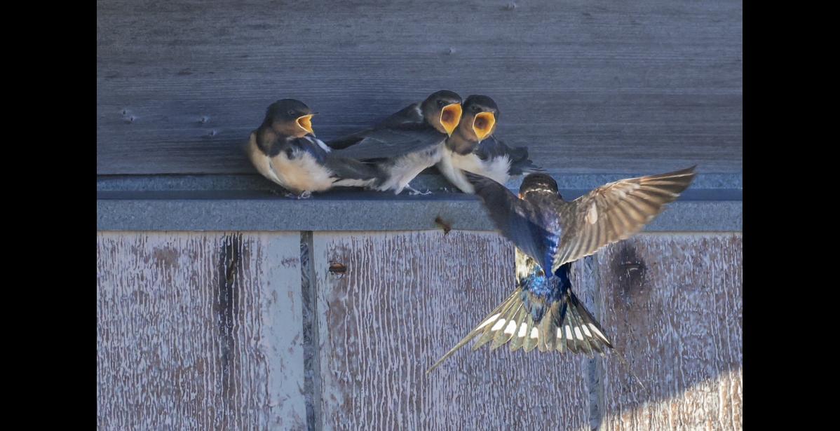FLEDGLINGS – Three newly fledged Eurasian barn swallows at Gambell, gape for a meal of insects as a parent flies in with a delivery. These chicks fledged on August 30, 2026, and were the third successful nesting record of Eurasian barn swallows in North America. Note the deeply forked tail with long streamers and the striking white tail-band. These features help set barn swallows apart from the region’s regularly occurring swallows—the tree, cliff and bank swallows, which are already long gone for the season. Photo by Riley Wyna