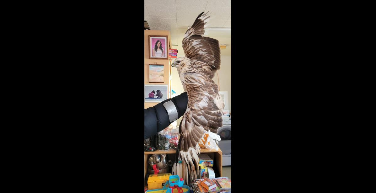 Photo by Cheryl Konahok DAMAGED FEATHERS — The hawk was brought to the Konahok home, where the family awaited further instructions from ADF&G and Bird TLC. When it was determined that the raptor needed to help, he was flown to Bird TLC in Anchorage, where he’s recovering.