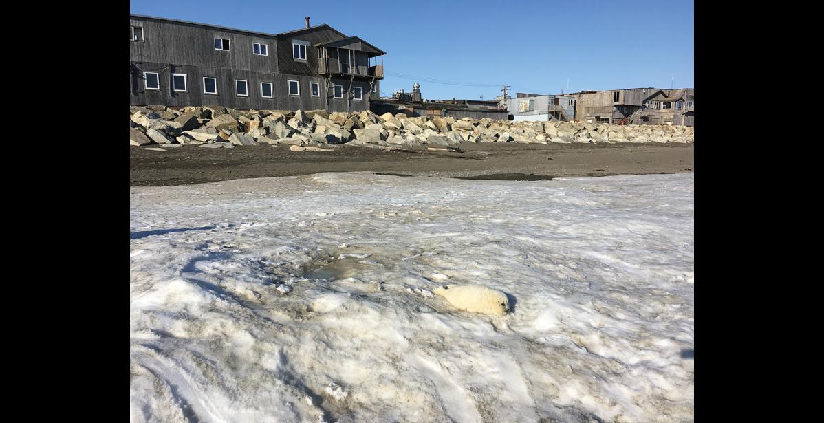 Photo courtesy Gay Sheffield HEALTHY PUP— This seal pup on ice chunks in front of town was moved to a more secluded beach, last week.