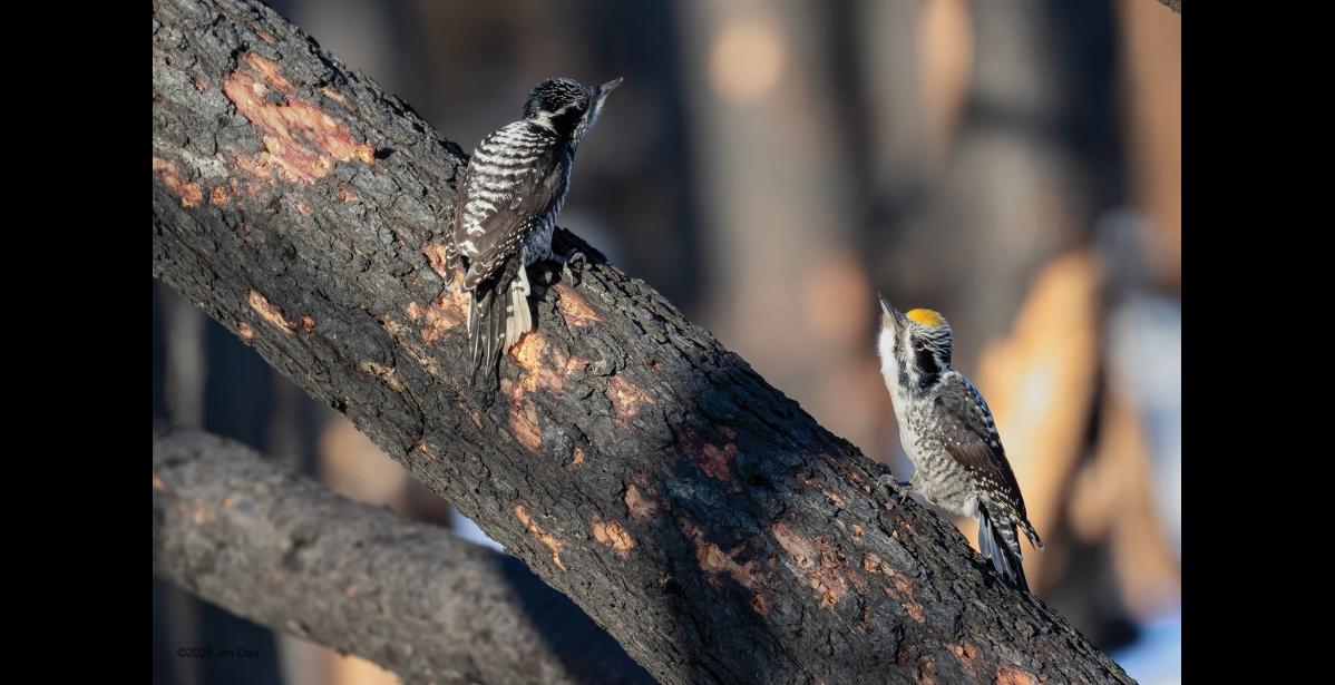 Photo by Jim Dau PAIR – A pair of American three-toed woodpeckers is engaged in a bill-pointing display in an Anchorage spruce forest in February. The yellow-capped male is on the right. The pair appeared to be establishing or renewing a pair bond. They foraged close together and engaged in bill pointing and tail flaring, which they are doing here, and wing flashing displays. The same or similar behaviors are also used for territorial defense.