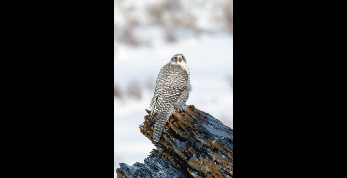 Photo by Kate Persons GYRFALCON—A gyrfalcon is perched with its back to the sun, soaking up warmth from the first rays that hit the cliff where it roosted on a 0°F night. These large, arctic falcons are year-round residents in the Nome area. They are well insulated by dense feathers that extend down their upper legs and drape down to insulate much of their lower legs as well. Like ravens, a gyrfalcons’ large body size relative to its surface area helps prevent heat loss during periods of inactivity.