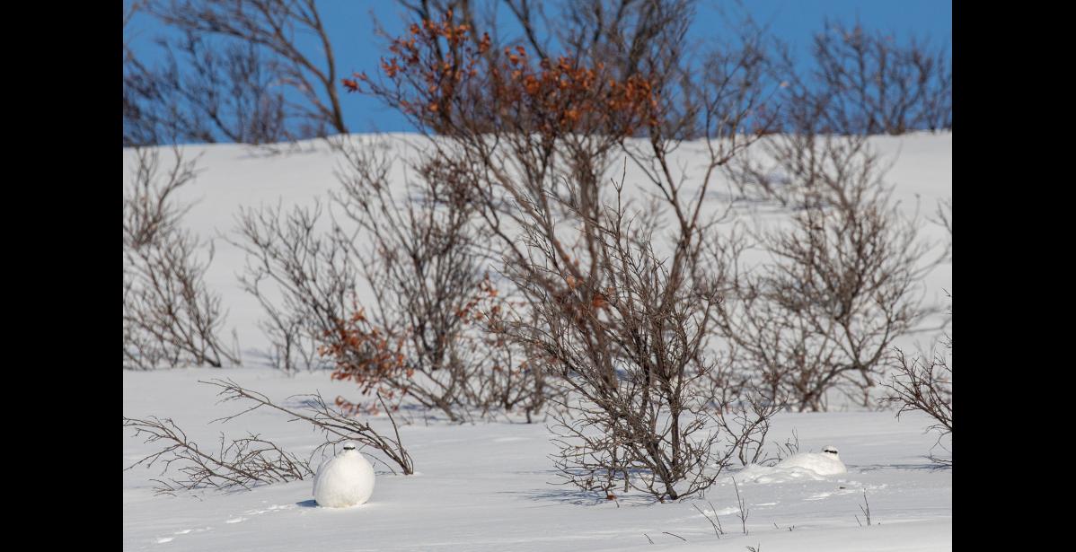 Photo by Kate Persons ROCK PTARMIGAN— The male rock ptarmigan on the left is fluffed up, showing the impressive feather density that insulates these birds in frigid temperatures, while the male on the right is still nestled in a snow hollow that he scraped out for added warmth and protection during the night.