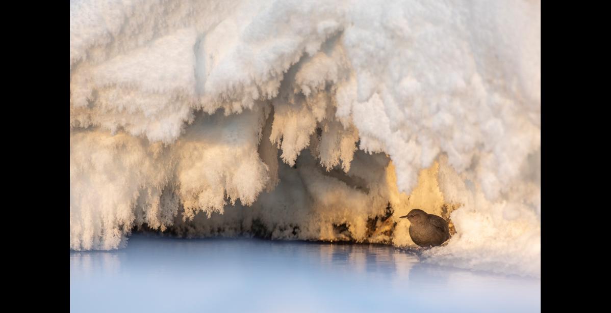 Photo by Kate Persons AMERICAN DIPPER— An American dipper is perched in a regular roosting spot under a protective overhang of snow along the Nome River shoreline. The dipper is North America’s only aquatic songbird. These tough, year-round residents thrive in the far north, as long as open holes in the ice provide access to flowing water where they can feed. A heavy covering of down provides superb insulation and their feather density is greater than that of other songbirds.