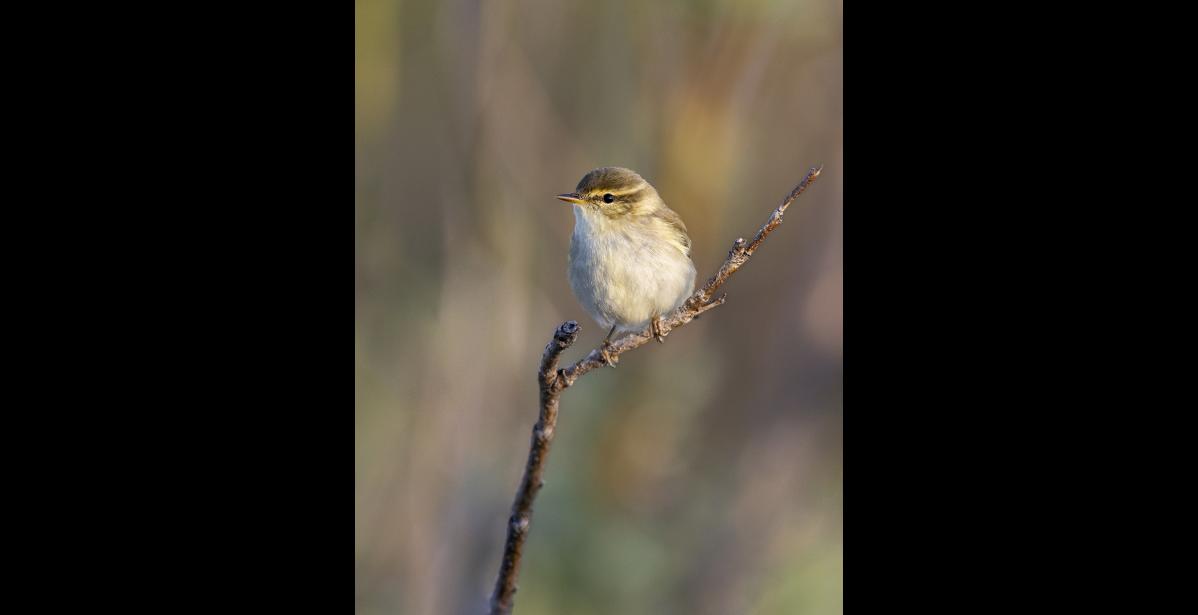 ARCTIC WARBLER – An arctic warbler pauses for a rare moment of stillness. These lively, energetic warblers are one of a few songbirds, along with the bluethroat, northern wheatear and the white and eastern yellow wagtails, that cross the Bering Strait from Asia to breed in Alaska. Photo by Kate Persons