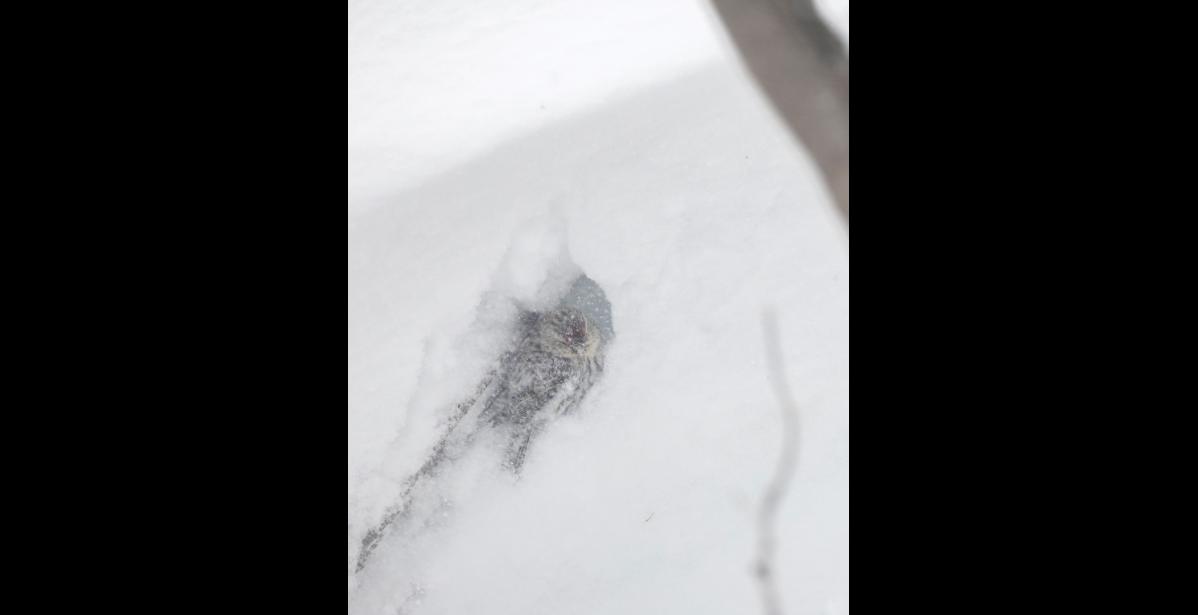 Photo by Kate Persons REDPOLL— A redpoll is hunkering in a snow cave it dug in the lee of a snow drift to escape the worst of a spring storm.