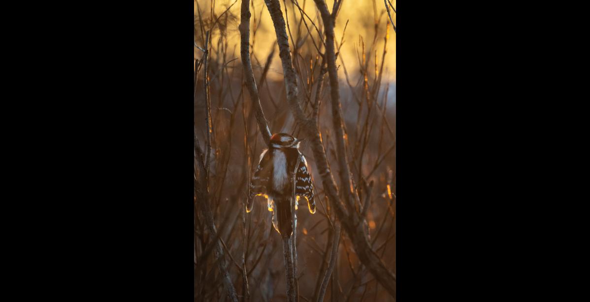 Photo by Kate Persons DOWNY WOODPECKER— A male downy woodpecker is warming up with its wings spread to the first sun on a subzero January morning at Banner Creek.