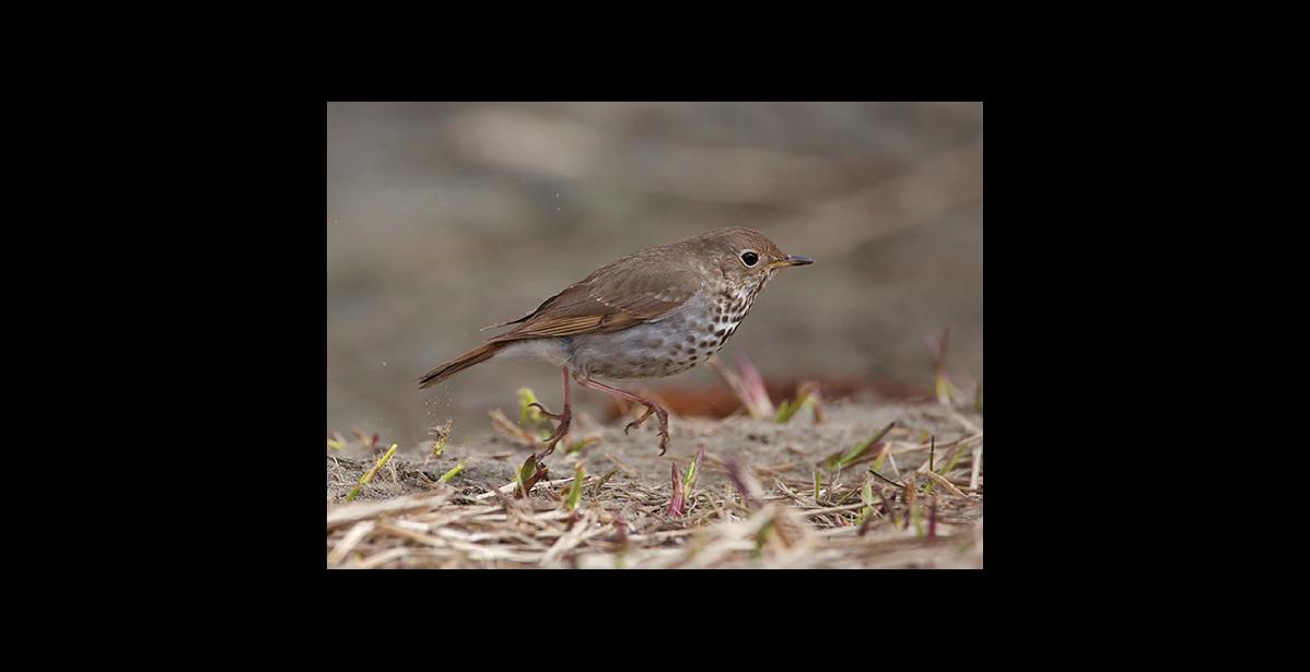 Photo by Ken Stenek IN A HURRY—This hermit thrush is one of the bird species flocking to the region on their spring migration.