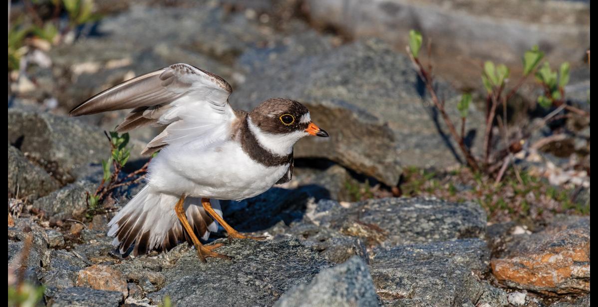 Photo by Kate Persons NEST DEFENSE— A defensive semipalmated plover parent spreads its wings before luring me away with a broken-wing display. The parents respond to human intruders by crouching and running or feigning injury. Note the partial webbing at the base of the plover’s toes, for which the semipalmated plover is named.