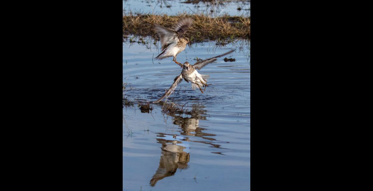 TERRITOIAL SKIRMISH – Two male least sandpipers engage in a lively territorial dispute at Banner Creek. Until pairs are formed, neighboring males can be cantankerous, chasing and fighting each other, sparring with their feet, or sometimes landing on each other’s backs and pulling feathers on each other’s heads. Photo by Kate Persons
