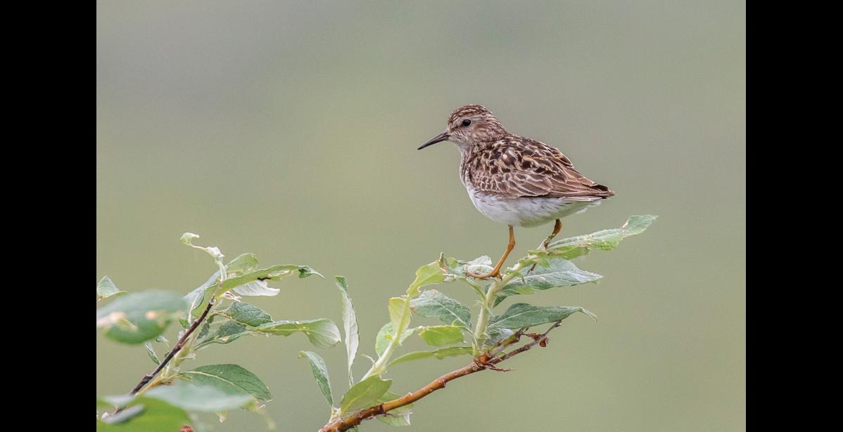 LEAST SANDPIPER – A least sandpiper perches on a willow shrub, watching over its nesting area along the Kougarok Road. The warm brown coloration above and white below is good camouflage on muddy shores where they often feed. Though similar-looking to the more common and slightly larger western and semipalmated sandpipers, the yellowy legs can quickly set the least sandpiper apart. However, if the legs are mud-stained or backlit, their color may not be as obvious as in this photo. The short, thin, slightly downcurved bill is also distinctive. Photo by Kate Persons