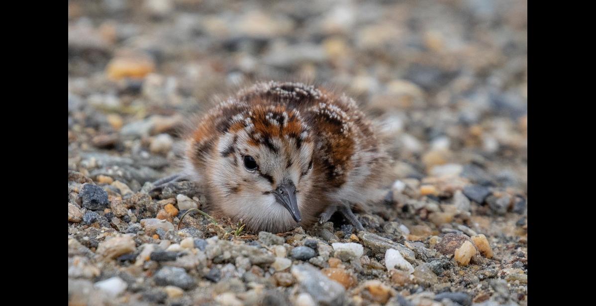 CAMOUFLAGE – A well-camouflaged chick hunkers motionless in the gravel while its parent sounds the alarm at my approach. When a threat is lurking the adults broadcast a continuous trilling alarm while flying overhead or perched or standing nearby. When the alarm call ceases, the chicks know it is safe to move. Photo by Kate Persons