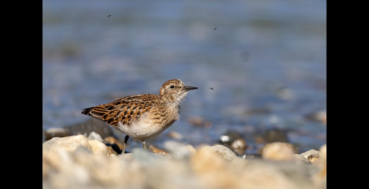 JUVENILE – A juvenile least sandpiper with wisps of down remaining on its face and neck forages along the Niukluk River. Note the rustier color of the youngster’s plumage and the greenish-yellow color of the legs. Photo by Kate Persons