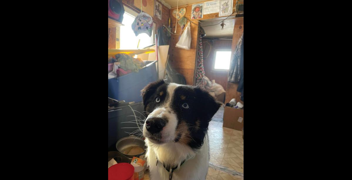 Photo courtesy of Mandy Iworrigan INALLY HOME — Nanuq made it back to his home in Gambell last week