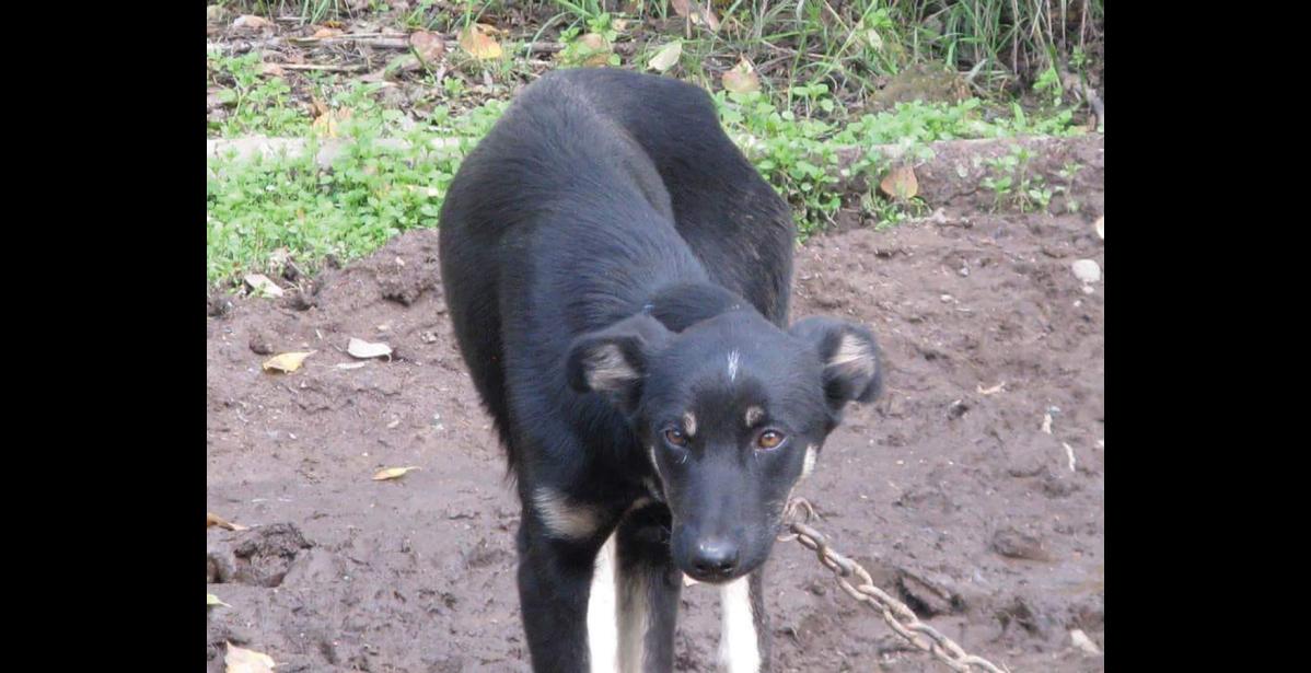 Photo courtesy of Mike Owens KILLED— Star, a dog in Mike Owens’ sled dog team, died of massive injuries as a result of unknown persons turning 59 dogs loose from the communal dog lot in Nome in the wee hours of Saturday.