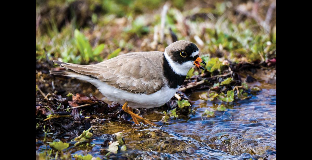 Photo by Rodney Ungwiluk Jr. FORAGING— A semipalmated plover forages along a stream on St. Lawrence Island. Semipalmated plovers pass through St. Lawrence Island during migration, and increasing numbers are reported to be breeding in the Gambell area. The population has recently expanded into Chukotka as well.