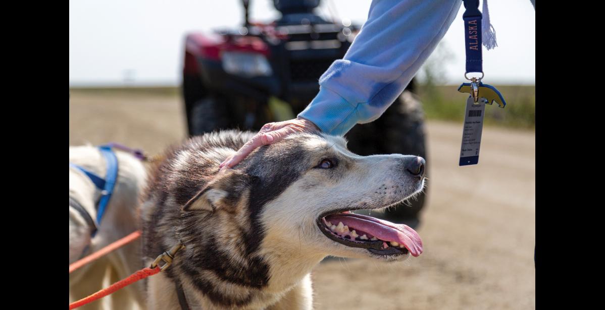 Photo by Sarah Manriquez LOVING IT— Westerdam cruise passenger Mary Hirschfeld of Champaign, Illinois, pets 5-year-old sled dog Peanut after a mushing demonstration on Osborn Road, south of Icy View in Nome, on Thursday, June 19, 2025. Meeting and interacting with the dogs was a highlight of her trip.