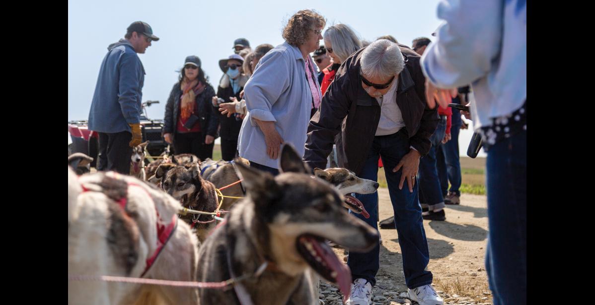 Photo by Sarah Manriquez SLED DOGS— Westerdam cruise passengers gather around Nils Hahn and his dog team after arriving by school bus on Osborn Road, south of Icy View in Nome, on Thursday, June 19, 2025. Hahn led a dog mushing demonstration for guests while they were ashore.