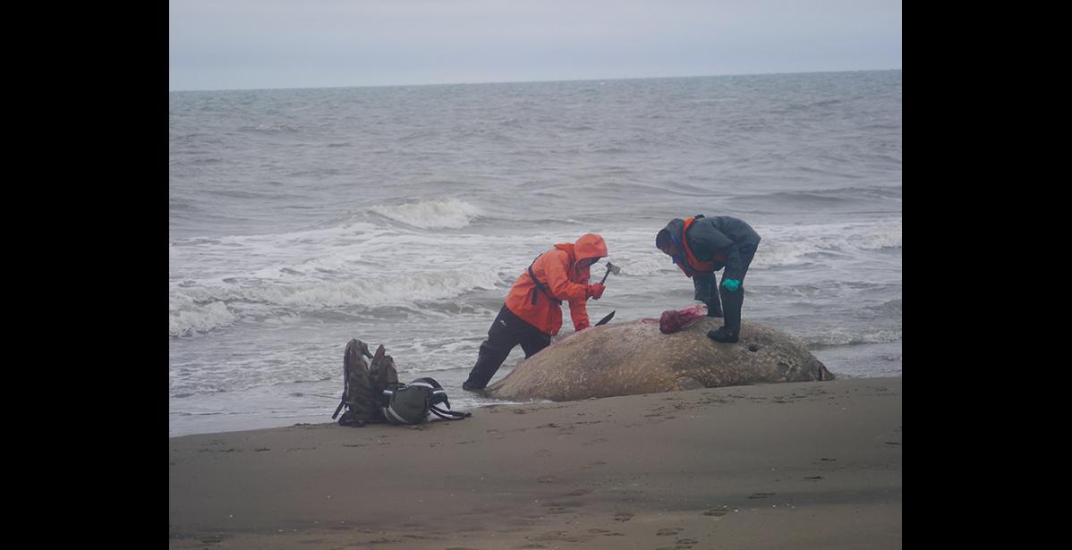 Photo by Lieutenant Leo Lake, U.S. Coast Guard SAMPLING— On September 12, the Coast Guard flew Vice-Mayor Stanley Tocktoo and Walter Nayokpuk to conduct sampling on walrus carcasses found on the northern Seward Peninsula coast.