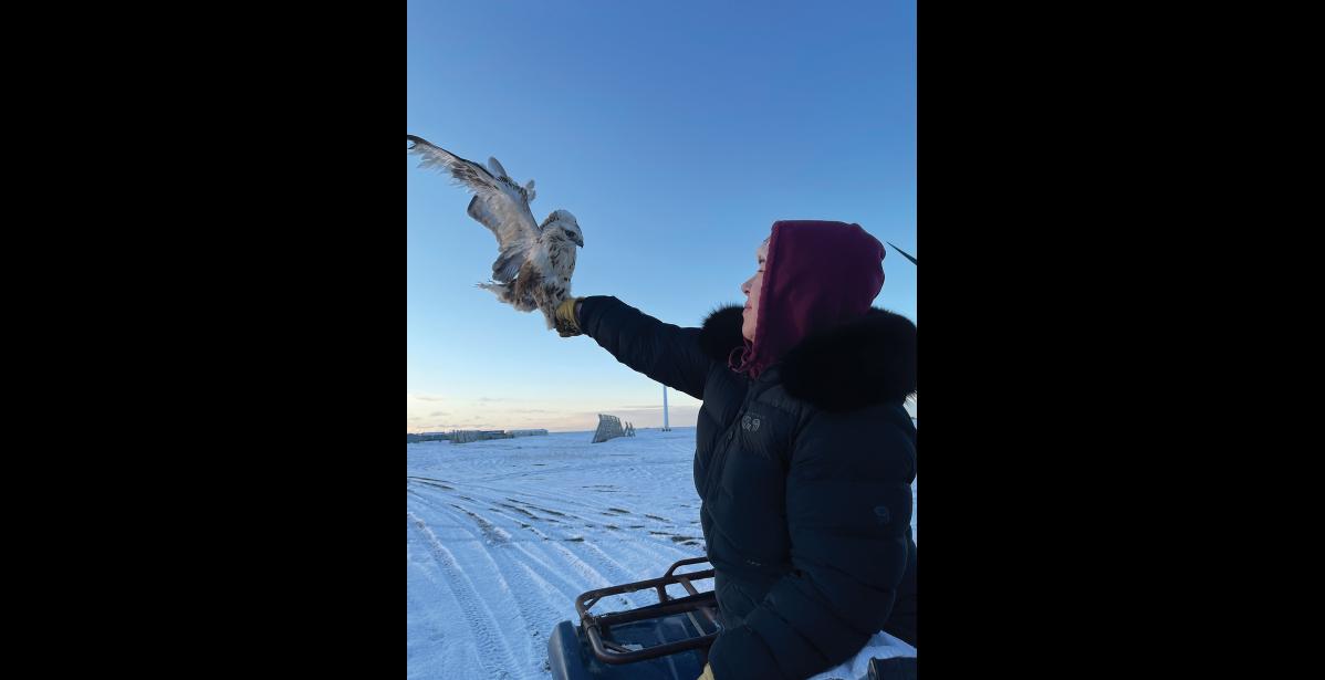 Photo by Wanda Slwooko HAWK RESCUE— Caitlin Konahok of Gambell rescued this young rough-legged hawk with damaged flight feathers. The bird is being rehabilitated at Bird TLC in Anchorage and will be released once it has recovered