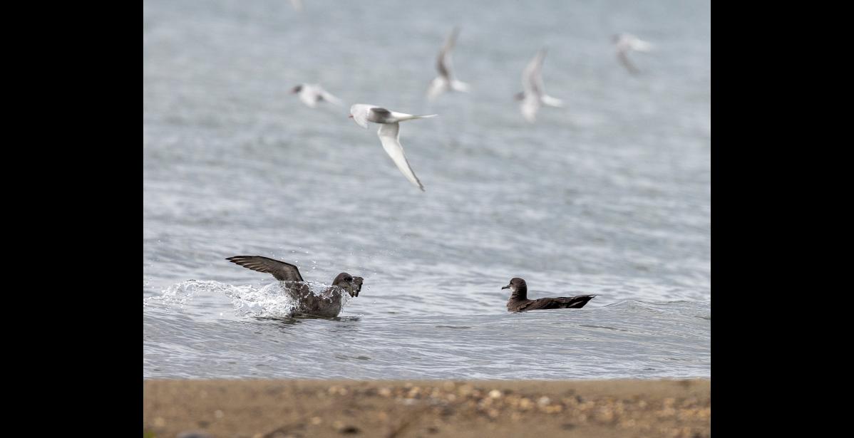 NOME RIVER MOUTH – Short-tailed shearwaters are feeding with arctic terns at the mouth of the Nome River. Short-tailed shearwaters are seabirds of the Bering Strait and are uncommon in Norton Sound. When seen in the sound, they are often lethargic and in poor condition. However, these shearwaters seemed in great shape—plunging and diving energetically and catching prey. Photo by Kate Persons