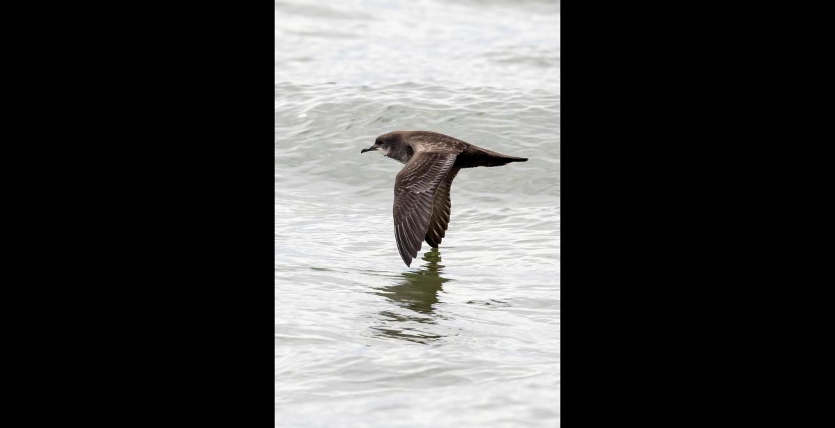 SHEARING THE WATER – A short-tailed shearwater exhibits its habit of flying and gliding low over the water with a wingtip shearing the water’s surface—which inspired the shearwater’s name. Photo by Kate Persons