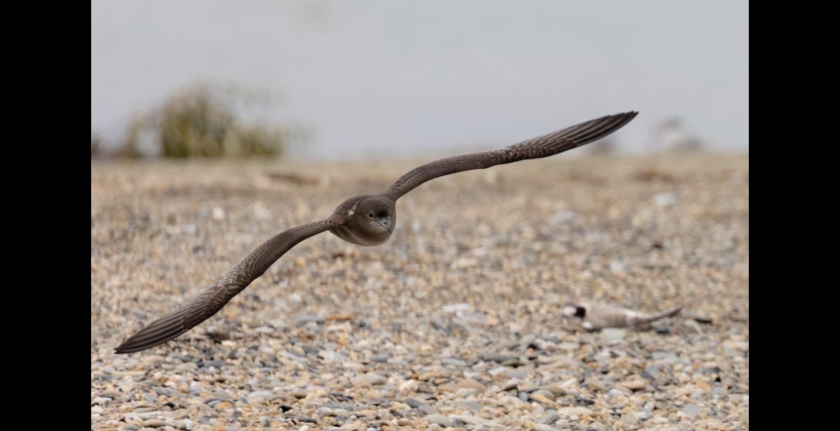 TUBENOSE—A short-tailed shearwater flies by a juvenile arctic tern on the beach at the Nome River mouth. Notice the tube-like nostrils on top of the shearwater’s upper bill. Tube-nosed seabirds have a keen sense of smell, which is unusual for birds. The tubes are thought to gather scents, among other things, helping the birds to home in on krill and schools of fish, which leave oil slicks with distinctive odors. Photo by Kate Persons