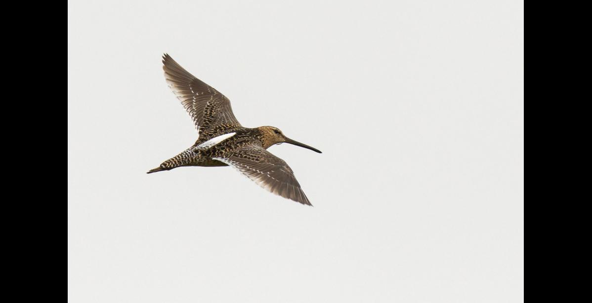 DISTINCTIVE IN FLIGHT – A long-billed dowitcher in flight shows the distinctive white stripe on its rump and lower back that sets it apart from all other shorebirds in the region. Usually, the white is only seen when the bird is flying, or when the wings are spread. A close relative, the short-billed dowitcher, also has this field mark, but that species is found further south in Alaska. Rodney Ungwiluk Jr. photographed this dowitcher on St. Lawernce Island, where unknown numbers breed in the island’s moist tundra habitat. Photo by Rodney Ungwiluk Jr.