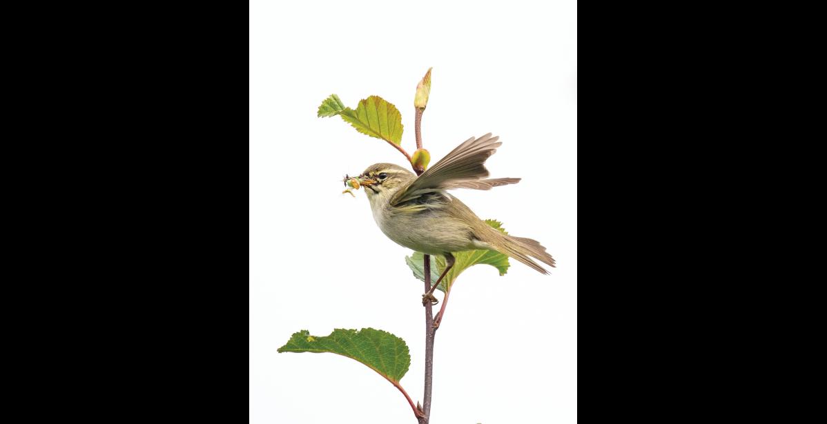 INSECTS FOR NESTLINGS – An arctic warbler with a billful of insects flicks its wings with annoyance, and waits impatiently for me to disappear before delivering a meal to its nestlings in a hidden nest somewhere on the ground below. It is important to keep interruptions to nesting birds very brief! This Eurasian warbler with greenish-brown plumage, a pale belly and eyebrow is well camouflaged compared to our brightly colored North American warblers. Though they otherwise look and behave similarly, North American and Eurasian warblers are not closely related. Photo by Kate Persons