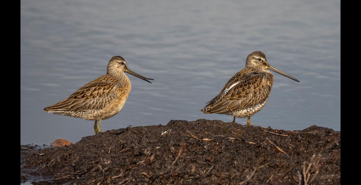 RHYNCHOKINESIS – The juvenile long-billed dowitcher on the left is demonstrating “rhynchokinesis”—the ability to pull the tip of the upper mandible upwards to open just the tip of the bill. This enables dowitchers and other long-billed shorebirds to grab prey that is buried deep in the mud without opening their entire bill. It was a thrill to see this and get a photo since it usually happens deep in the mud, and I had seldom glimpsed this behavior before. Note the white on the back of the bird on the right, which is a distinctive field mark for dowitchers in flight. Photo by Kate Persons