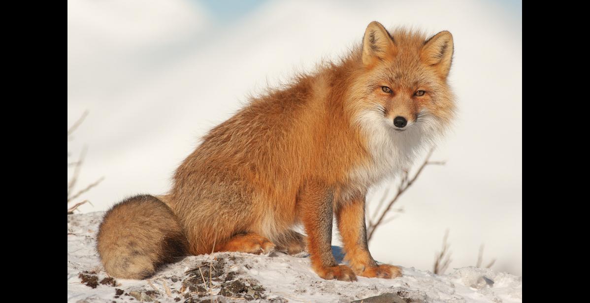 Photo by James Mason RED FOX— The increase in positive rabies cases has brought attention from Alaska rabies control specialists.