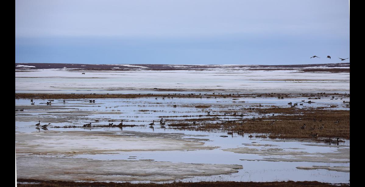 Photo by Nikolai Ivanoff Photo by Nikolai Ivanoff SPRING MIGRATION— Migratory birds flock to the estuary at Safety Sound and Bonanza Channel in great numbers, as seen in this photo taken on May 9.