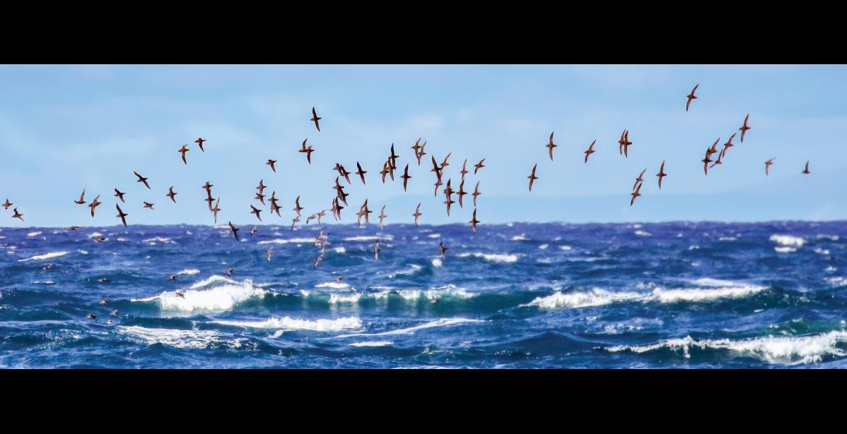 GAMBELL SCENE – Short-tailed shearwaters feed off shore of Gambell in mid-September. The rich waters off of St. Lawrence Island are important feeding grounds for short-tailed shearwaters. Huge numbers can be seen there in September prior to their annual trans-equatorial migration to breeding grounds in southern Australia. Notice their long, narrow wings that enable them to glide efficiently over the ocean at high speeds during their marathon journey. Photo by Riley Wyna