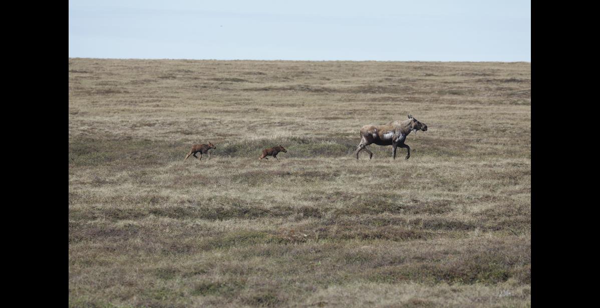 TWINS— A momma moose and her twins cross the Beam Road, in early June. ADF&G reporters a 81 percent twinning rate this year. Photo by Diana Haecker