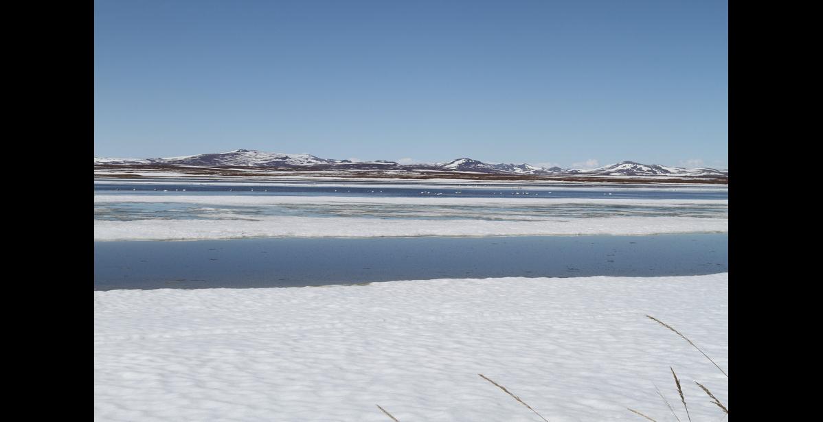 Photo by Diana Haecker Swans gather at Bonanza Channel in this file photo taken in May.