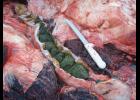 Photo by Gay Sheffield, NMFS Permit # 814-1899-02 RESEARCH— Feces from the bowels of a bowhead whale sampled for harmful algal bloom toxin analysis after being harvested for subsistence purposes.