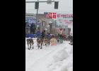 Photo by Julie St. Louis NOME MUSHER— Nils Hahn leaves the start line in Anchorage during the ceremonial start on Saturday.