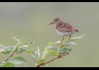 LEAST SANDPIPER – A least sandpiper perches on a willow shrub, watching over its nesting area along the Kougarok Road. The warm brown coloration above and white below is good camouflage on muddy shores where they often feed. Though similar-looking to the more common and slightly larger western and semipalmated sandpipers, the yellowy legs can quickly set the least sandpiper apart. However, if the legs are mud-stained or backlit, their color may not be as obvious as in this photo. The short, thin, slightly downcurved bill is also distinctive. Photo by Kate Persons
