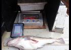 Photo courtesy NOAA Fisheries GIVING TO SCIENCE—A large Pacific Cod specimen caught just south of Little Diomede Island is being weighed and measured prior to collection of otoliths (ear bones) for determining the age of the fish and its overall condition.