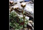 Photo courtesy UAA Alaska Natural Heritage Program/Rob Lipkin BUTTERCUP — A conservation group is arguing that the Alaskan glacier buttercup, or Ranunculus glacialis ssp. alaskensis deserves federal protection.