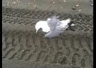 Photo by Dan Reed KITTIWAKE— This black-legged kittiwake was one of 15 dead sea birds found on a seven-mile stretch at West Beach, on August 2.