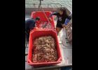 Photo by James Mason KING CRAB – Addy Ahmasuk and Glenn Ivanoff transfer crab to a tote onboard a fishing vessel docked at Norton Sound Seafood Plant Friday.