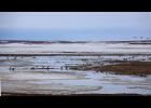 Photo by Nikolai Ivanoff Photo by Nikolai Ivanoff SPRING MIGRATION— Migratory birds flock to the estuary at Safety Sound and Bonanza Channel in great numbers, as seen in this photo taken on May 9.